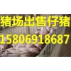 山東仔豬供應(yīng)15806918687仔豬批發(fā)價格