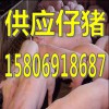 養(yǎng)豬場(chǎng)供應(yīng)仔豬15806918687