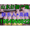 １３９５４９６６８２２山東仔豬價(jià)格行情/山東仔豬產(chǎn)地