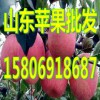 １５８０６９１８６８７山東冷庫(kù)紅富士蘋(píng)果供應(yīng)價(jià)格