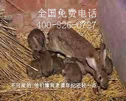 農村投資養殖什么動物好