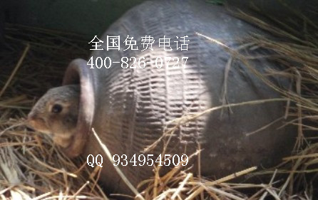 特種經濟動物野兔養殖基地