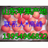 １３９５４９６６８２２紅富士*山東紙袋/膜袋/紙加膜蘋果產地