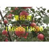 15688813698冷庫(kù)紅富士蘋果供應(yīng)