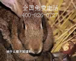 果園樹林里飼養放養野兔省工又增收