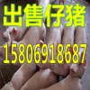 出售仔豬今日仔豬銷(xiāo)售價(jià)格15806918687