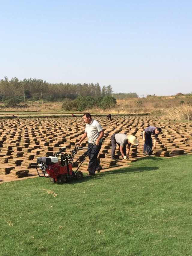 句容景葉草坪基地低價供應優質草坪-果嶺草