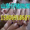 供應(yīng)仔豬今日豬苗批發(fā)價(jià)格１５８０６９１８６８７