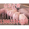 三元仔豬13863394777最新價(jià)格行情