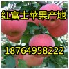 １８７６４９５８２２２蘋果跌價/山東冷庫紅富士蘋果產(chǎn)地價格