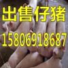 仔豬批發(fā)15806918687山東仔豬養(yǎng)殖價格行情