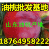 供應去哪里批發油桃 山東油桃大量上市 今日大棚油桃報價