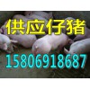 仔豬供應價格15806918687