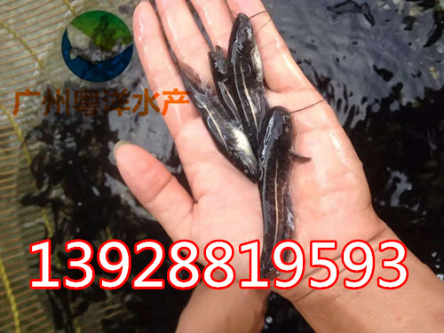 黃色大口鯰魚 快打鯰魚魚苗 最新鯰魚苗價格