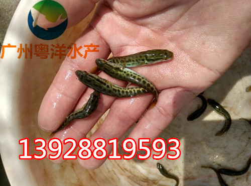 烏魚(yú)苗 黑魚(yú)苗 財(cái)魚(yú)苗 生魚(yú)苗 廠家直銷(xiāo)批發(fā)