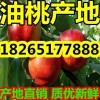 【今天山東精品油桃多錢(qián)一斤】