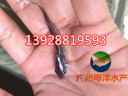 斑點(diǎn)叉尾鮰魚苗 叉尾魚苗價(jià)格 廣東叉尾鮰魚苗批發(fā)