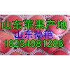 【18254981288】山東藤木蘋(píng)果價(jià)格/山東蘋(píng)果產(chǎn)地