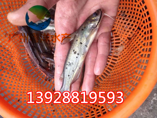 廣東哪里斑點(diǎn)叉尾鮰魚(yú)苗 叉尾魚(yú)苗  叉尾鮰魚(yú)苗廠家