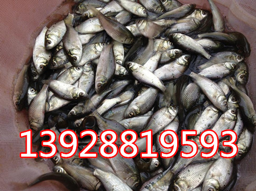 廣東哪里有鯽魚(yú)苗 白鯽魚(yú)苗 中科三號(hào)魚(yú)苗