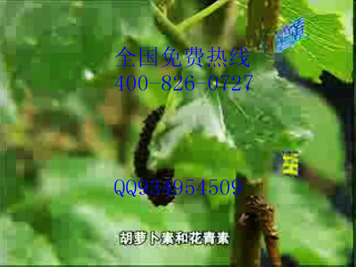 果桑苗種植基地聯系地址電話