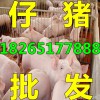 【山東優良三元仔豬苗豬最新價格】