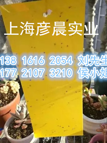 粘蟲板 誘蟲板 殺蟲貼 雙面粘蟲板 20*25  大量批發(fā)