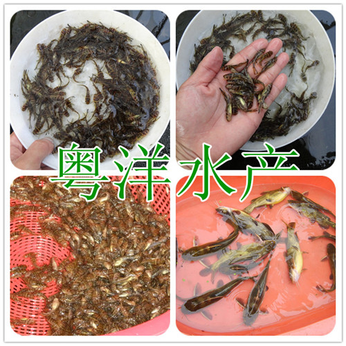 廣東專業生產黃顙魚苗 黃骨魚苗 單性黃骨魚苗批發