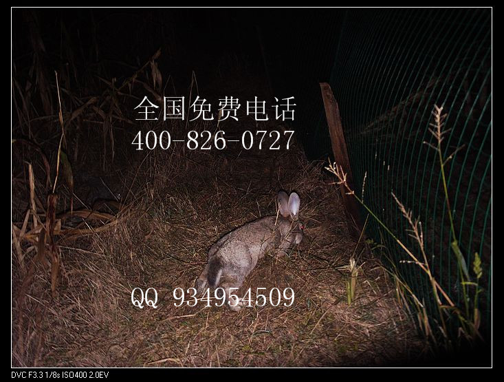 搞養殖養什么動物比較賺錢