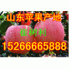 【15266665888】山東紅星蘋果大量上市