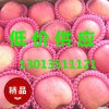 今日山東紅富士蘋(píng)果產(chǎn)地銷售價(jià)格