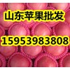 山東75以上紅富士蘋(píng)果現(xiàn)在多少錢(qián)一斤