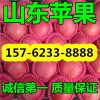 15762338888 山東紅富士蘋(píng)果今日最新報(bào)價(jià)