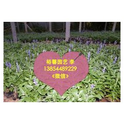 【鼠尾草】鼠尾草采購/供應-鼠尾草價格//鼠尾草批發盡在【青州裕馨】