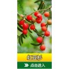 天津紅豆杉種植，供應(yīng)貴州優(yōu)質(zhì)的紅豆杉種植基地