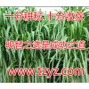 夏季養(yǎng)牛種什么牧草養(yǎng)野豬種的草牧草品種養(yǎng)兔種的草