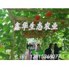 壽光--菜博會(huì)景觀廠家--蔬菜造型--菜博會(huì)景觀設(shè)計(jì)--農(nóng)業(yè)生態(tài)觀光園