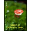 ==《裕馨花卉》專(zhuān)業(yè)供應(yīng)魯冰花：【值得信賴(lài)】的虞美人廠家價(jià)格行情