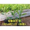 要買馬鞭草當(dāng)選裕馨花卉——河南山東柳葉馬鞭草價(jià)格