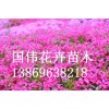 濰坊芝櫻基地直銷(xiāo)_黃樓芝櫻