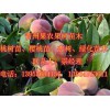 映霜紅價(jià)格量大從優(yōu)|優(yōu)良的晚熟映霜紅