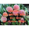 映霜紅上哪買(mǎi)好，晚熟新品種映霜紅代理商