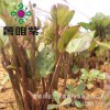 2017新品種優(yōu)質脫毒紫薯種苗紫紅薯種苗紫番薯種苗基地價格優(yōu)