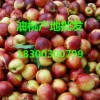 中油4號(hào)126黃桃產(chǎn)地批發(fā)價(jià)格