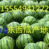 山東大棚西瓜產(chǎn)地批發(fā)15554941222