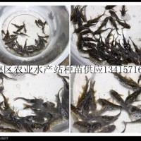 供應(yīng)超雄黃顙魚苗、全雄黃顙魚、黃顙魚成品