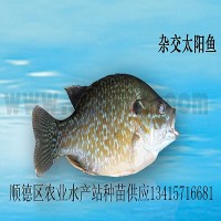 供應雜交太陽魚、金邊太陽魚苗、太陽魚苗