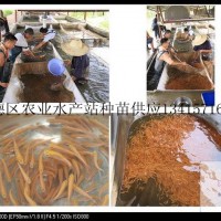 供應金草魚、金草魚苗、金草魚水花、金草魚成品