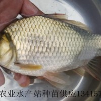 供應大王鯽魚苗、大王鯽魚