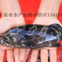 供應淡水龍躉魚苗、龍躉魚